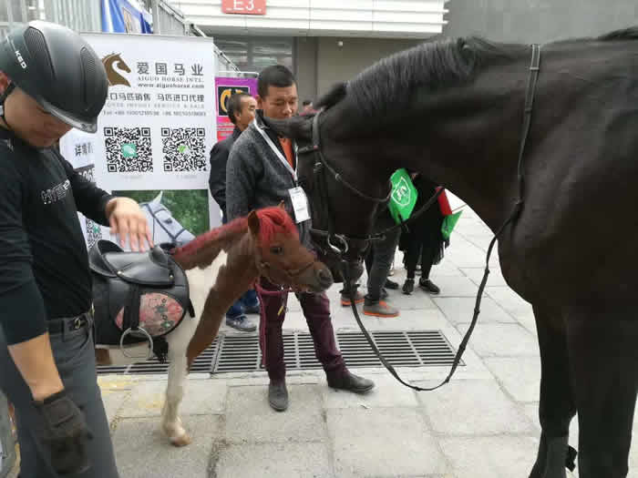 大為獸用超聲展會,B超展會，北京國際展覽中心舉行的第十一屆中國國際馬業(yè)馬術展覽會