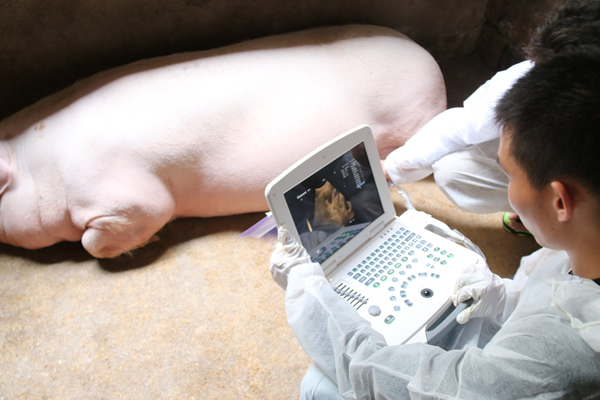 獸用b超在養(yǎng)殖場的實際應用分析